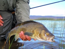 Persichtys colhuapiensis AKA Perca bocona Persichtys colhuapiensis AKA Perca bocona