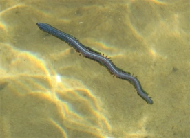 Free swimming Free swimming