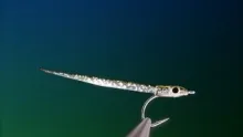 Video thumb for 3 minute Glass Eel