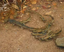 User submitted picture: The queen and her suitors...