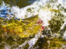 User submitted picture: The Fight