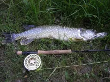 User submitted picture: pike take with a big stre...