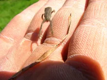 User submitted picture: Perhaps a small amphibiou...