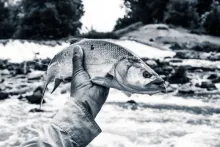 User submitted picture: Black and White