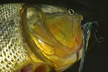 User submitted picture: Dorado (Salminus Maxillos...