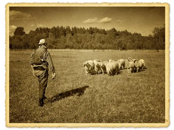 User submitted picture: Lithuanian shepherd :)